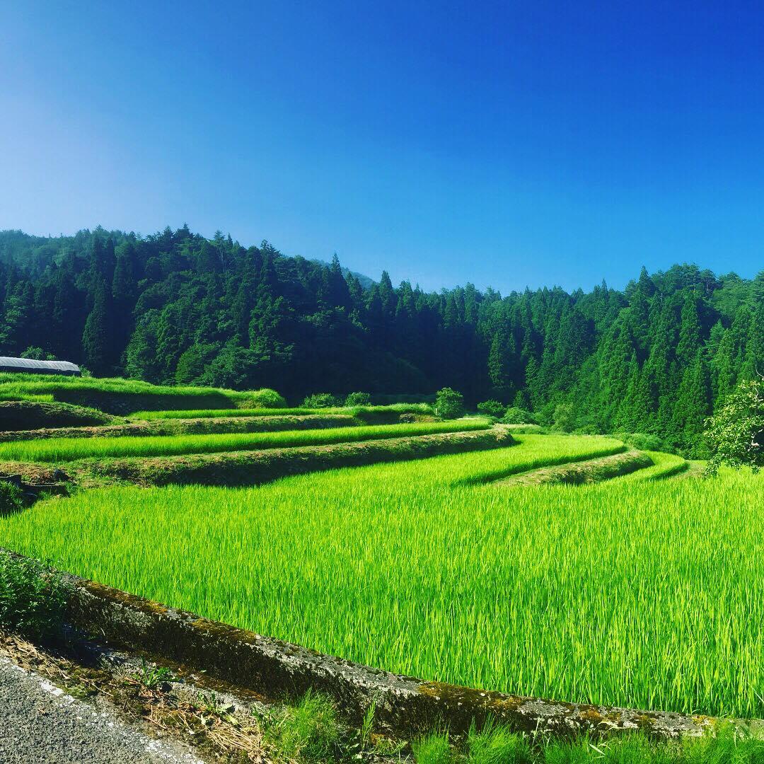 ricefields1.jpg